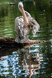 《使命召唤：战区》“帝王行动”发售宣传片 新截图